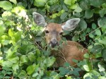 A deer grazes in the underbrush