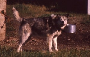 An adult husky