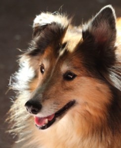 close up of a shelty dog's head