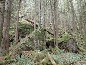 a pile of ancient boulders among the trees