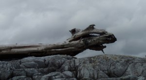 a driftwood log forms the outline of a dragon
