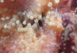 close-up of sea star psuedopods