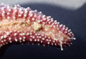 close-up of a sea star's eyespot