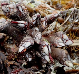 a close up of gooseneck barnacles