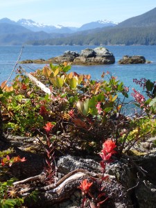 wild flowers and seascape