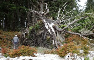 lean-to built against a fallen tree