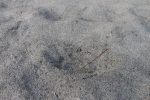 bear paw prints in sand