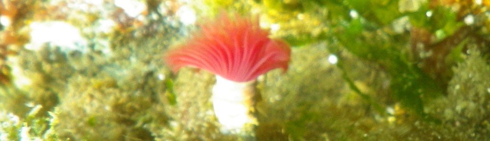 an underwater shot of a "feather duster" tube worm
