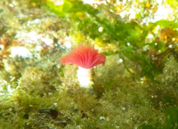 an underwater shot of a "feather duster" tube worm