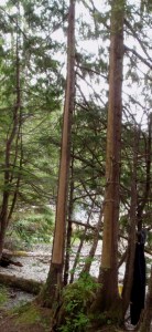 trees with wide strips of bark peeled off one side