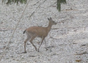 a deer on beach