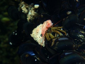 an underwater shot of a hermit crab