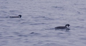 a brace of Murrelets