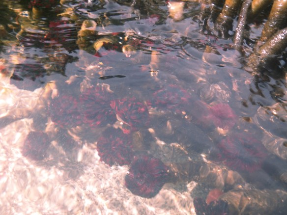 blood red tube worms