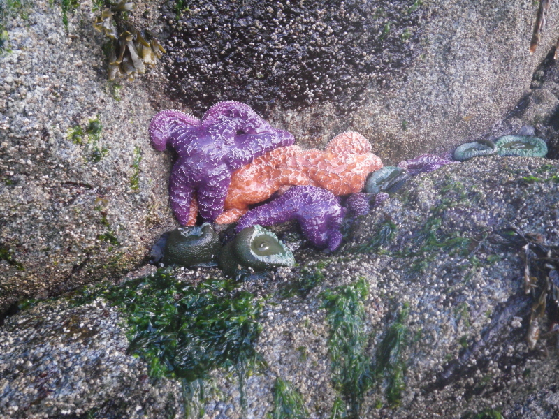 a knot of sea stars and anemones are revealed by low tide
