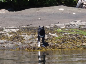 a dog at the water's edge