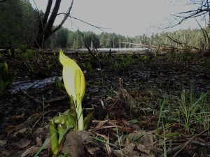 a view along the Roe Lake Trail, North Pender Island, BC