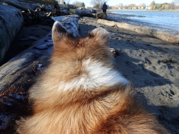 our shelty Scotia looking away from the camera