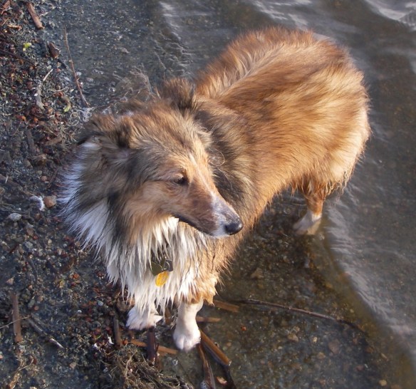 our shelty stands on the beach