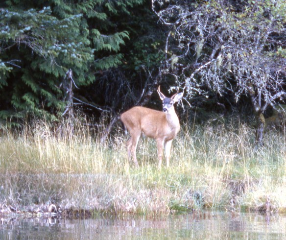 a deer on the shore