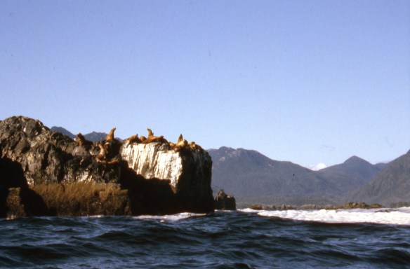 sea lions on a rocky cliff