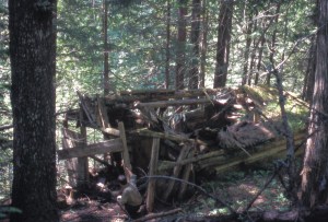 A derelict cabin in the woods
