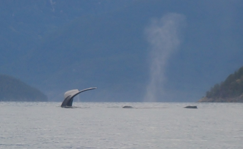 the tail of a diving Humback whale, with her calves visible on the surface behind her. Howe Sound, British Columbia