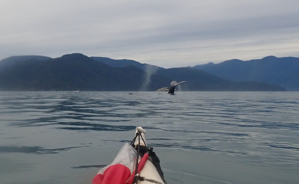Humpback whales in Howe Sound, British Columbia